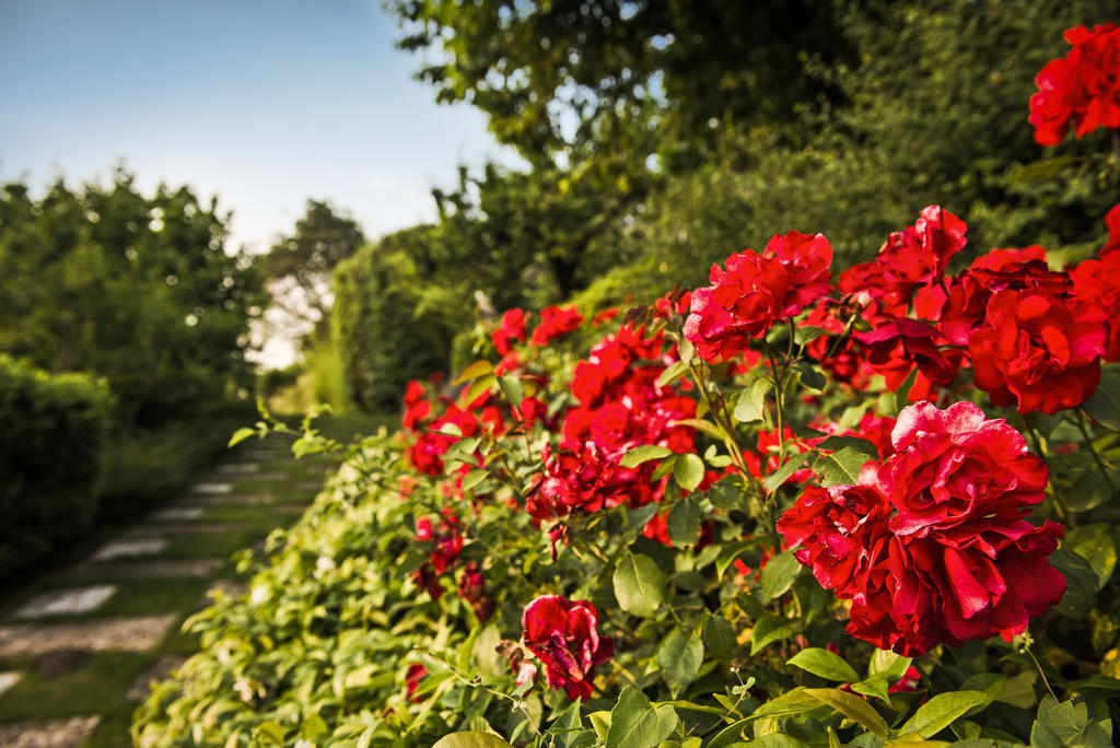 Corte Delle Cicale Bed & Breakfast Bardolino Экстерьер фото