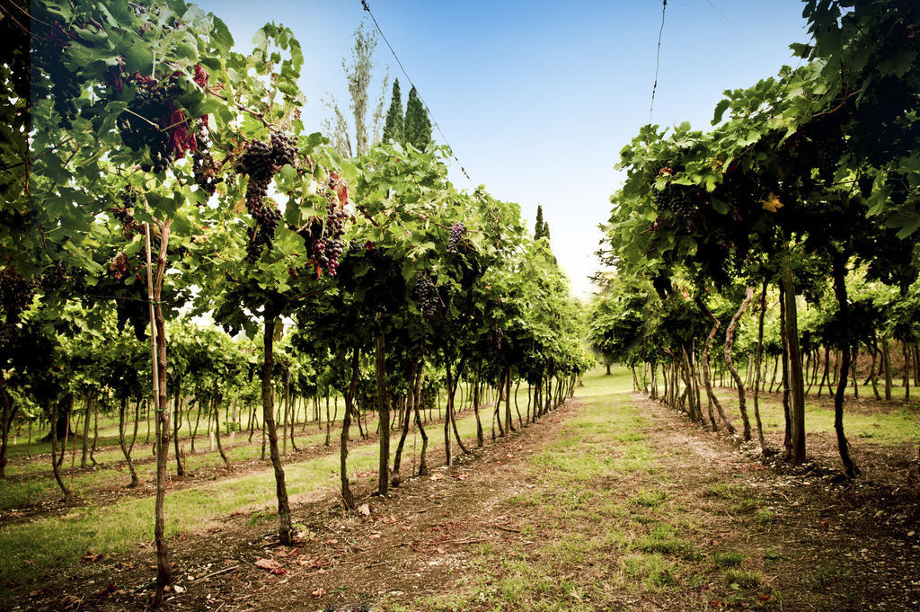 Corte Delle Cicale Bed & Breakfast Bardolino Экстерьер фото